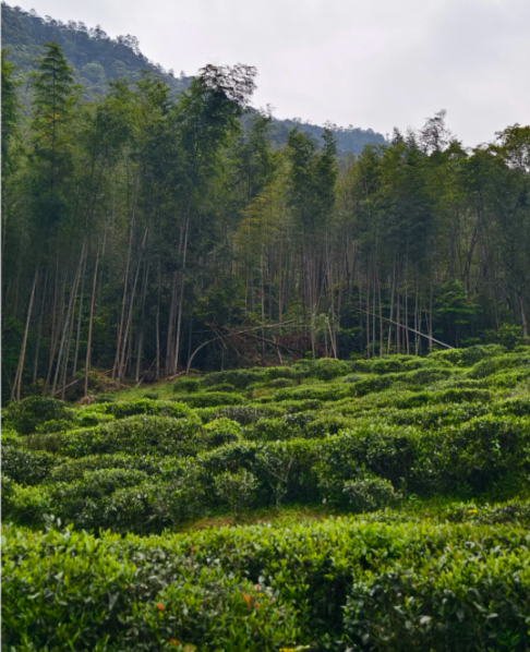 Wuyi Mountain Superior Grade Smoked Zheng Shan Xiao Zhong Black Tea - 5