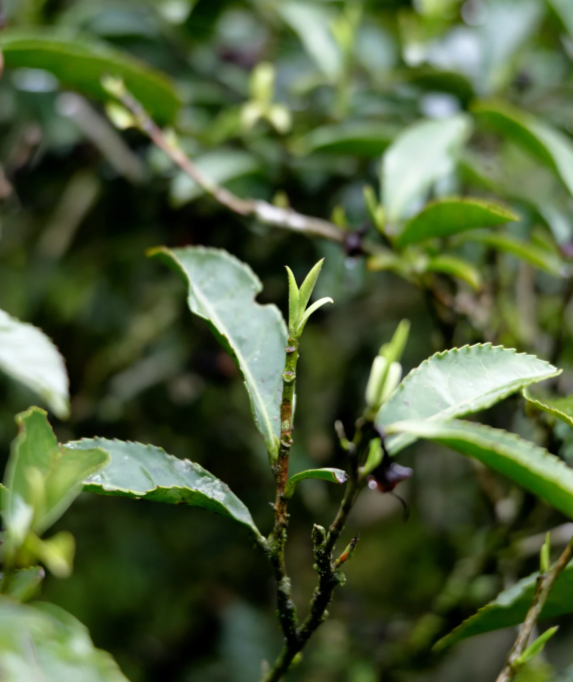 Wuyi Mountain Black Tea · Premium Old Tree Zheng Shan Xiao Zhong - 5